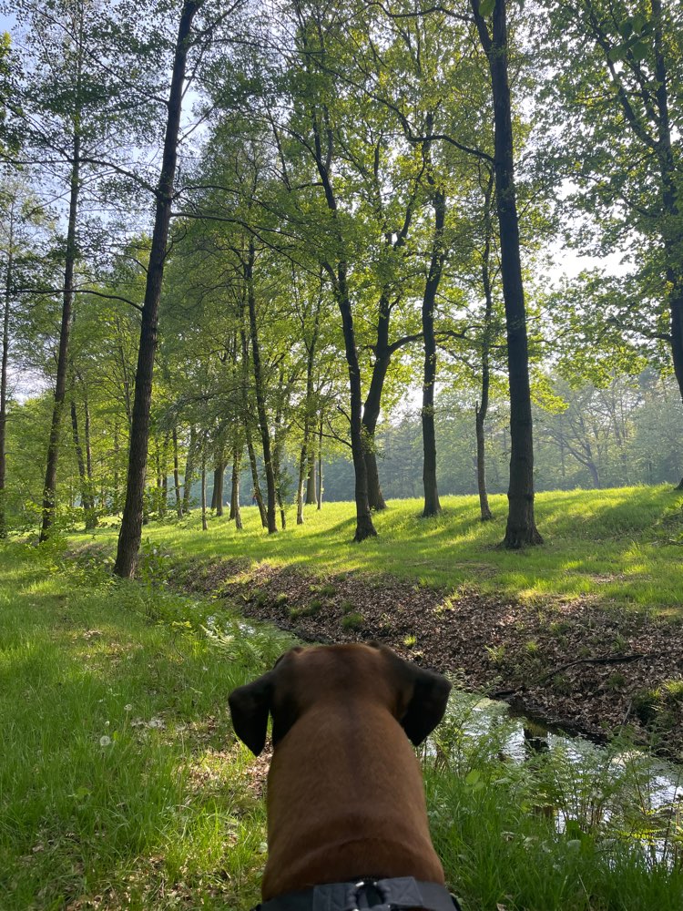 Hundetreffen-Laufen und spielen-Profilbild