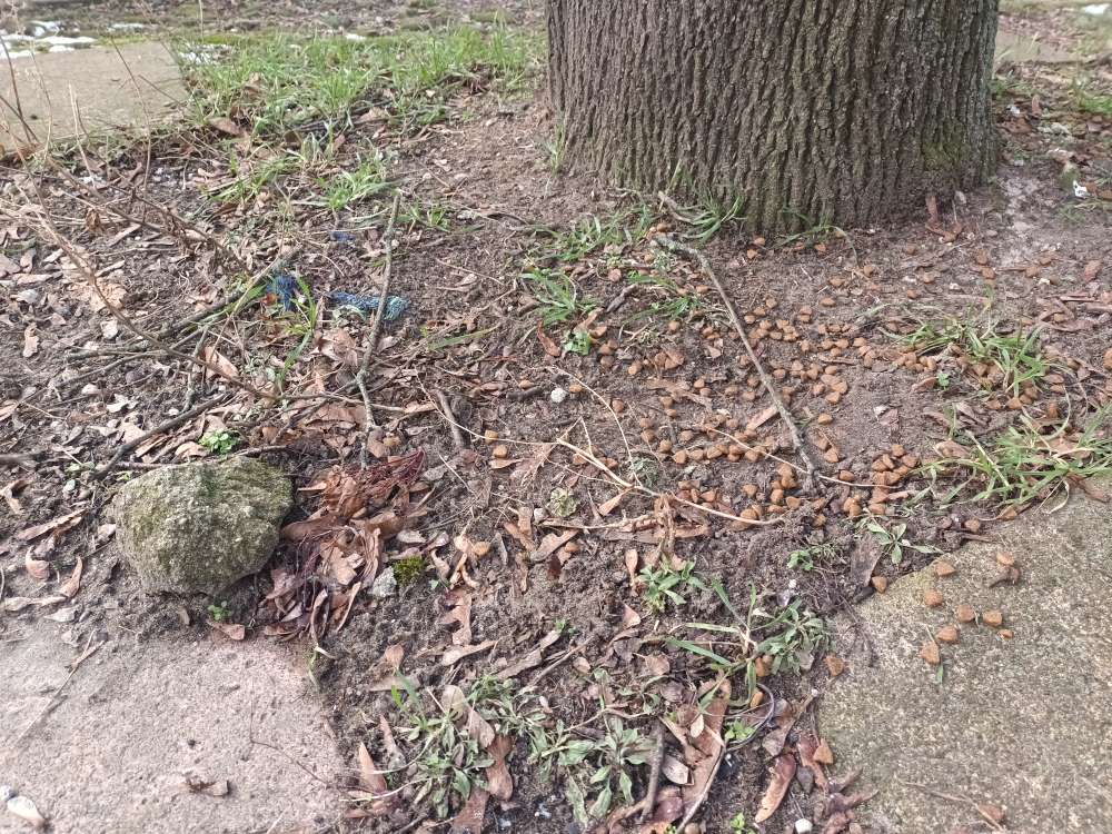 Giftköder-Vermutlich Giftköder an den Bäumen-Profilbild