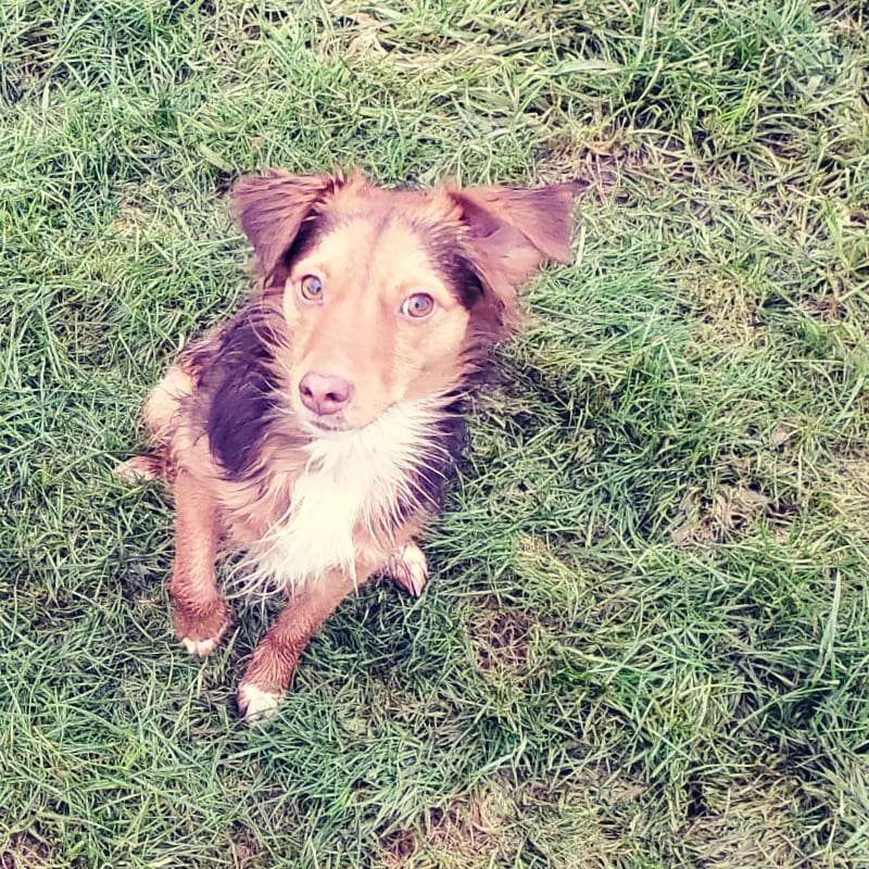 Hundetreffen-Trainingseinheiten-Profilbild