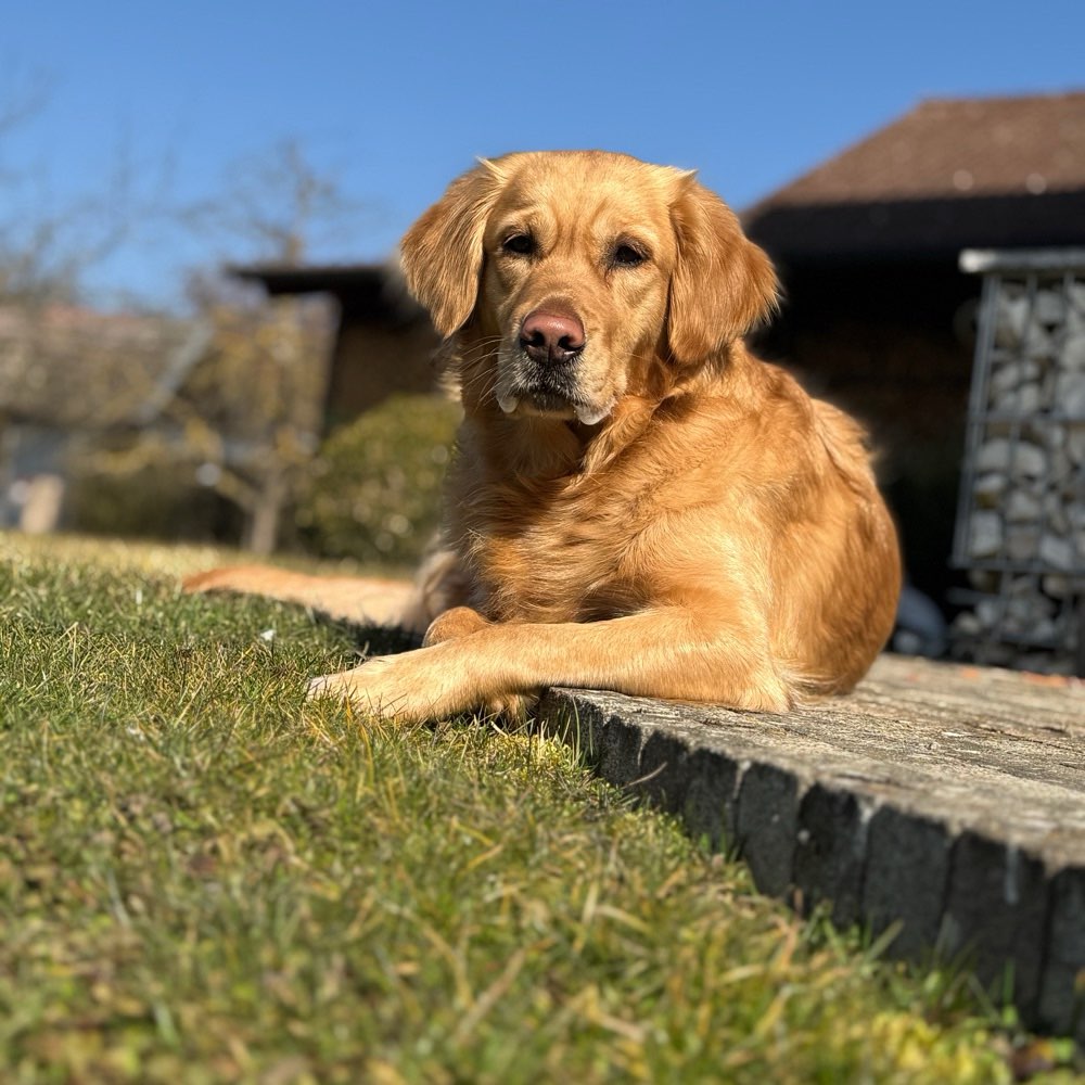 Hundetreffen-Spielen & gemeinsames Training-Profilbild