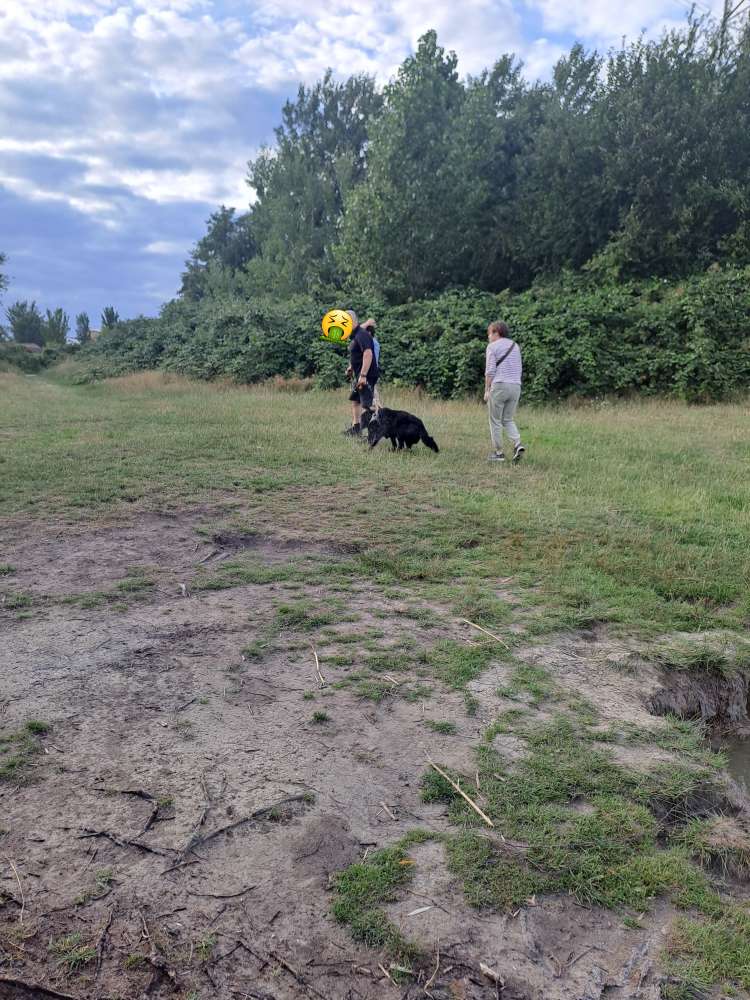 Giftköder-Aggressiver Hund-Profilbild