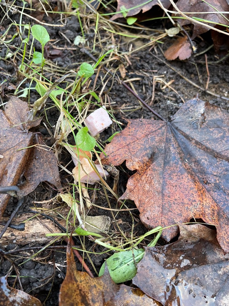 Giftköder-Ausgelegte Wurst/Käse-Profilbild