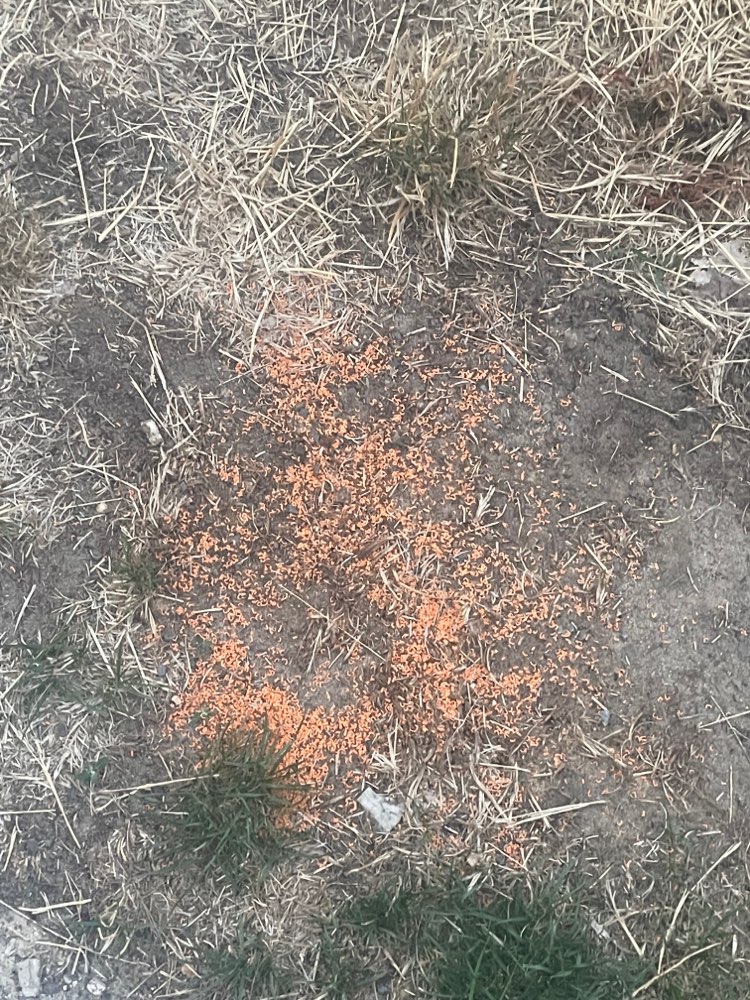 Giftköder-Rattengift ausgestreut-Profilbild