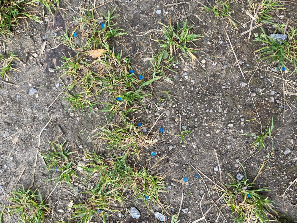 Giftköder-Weiterhin Blaukorn auf dem Weg am Mais-Profilbild