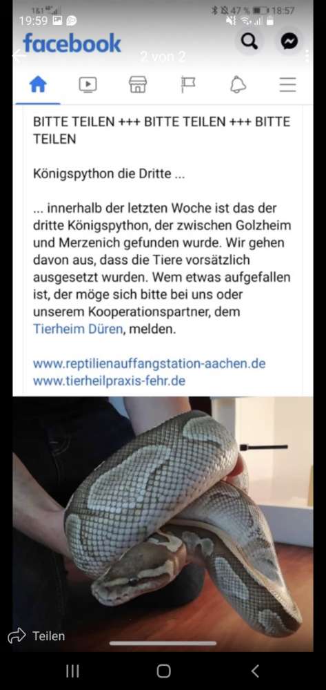 Giftköder-Königspython-Profilbild