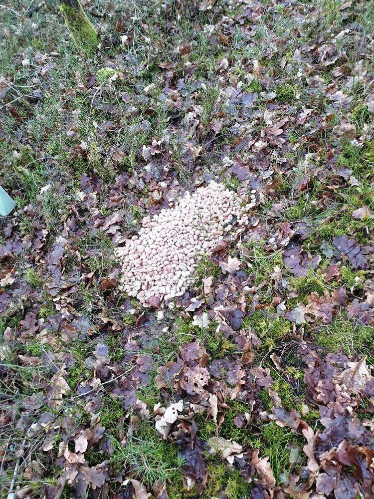 Giftköder-Merkwürdiges Futter-Profilbild