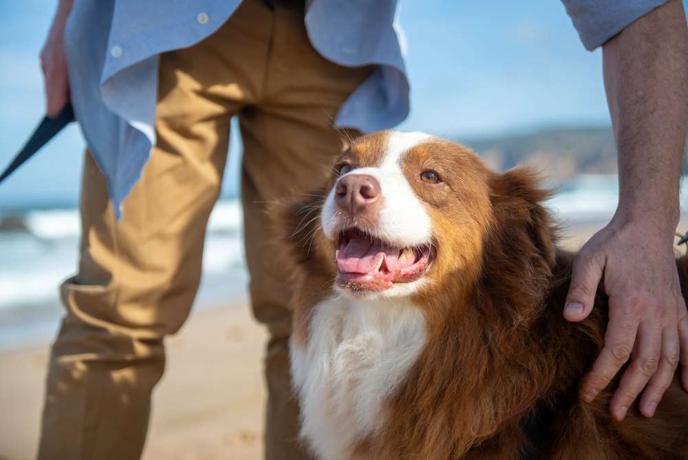 Australian Shepherd Banner