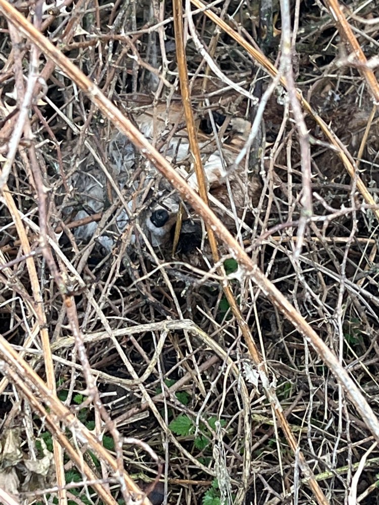 Giftköder-Toter Fuchs im Gebüsch-Profilbild