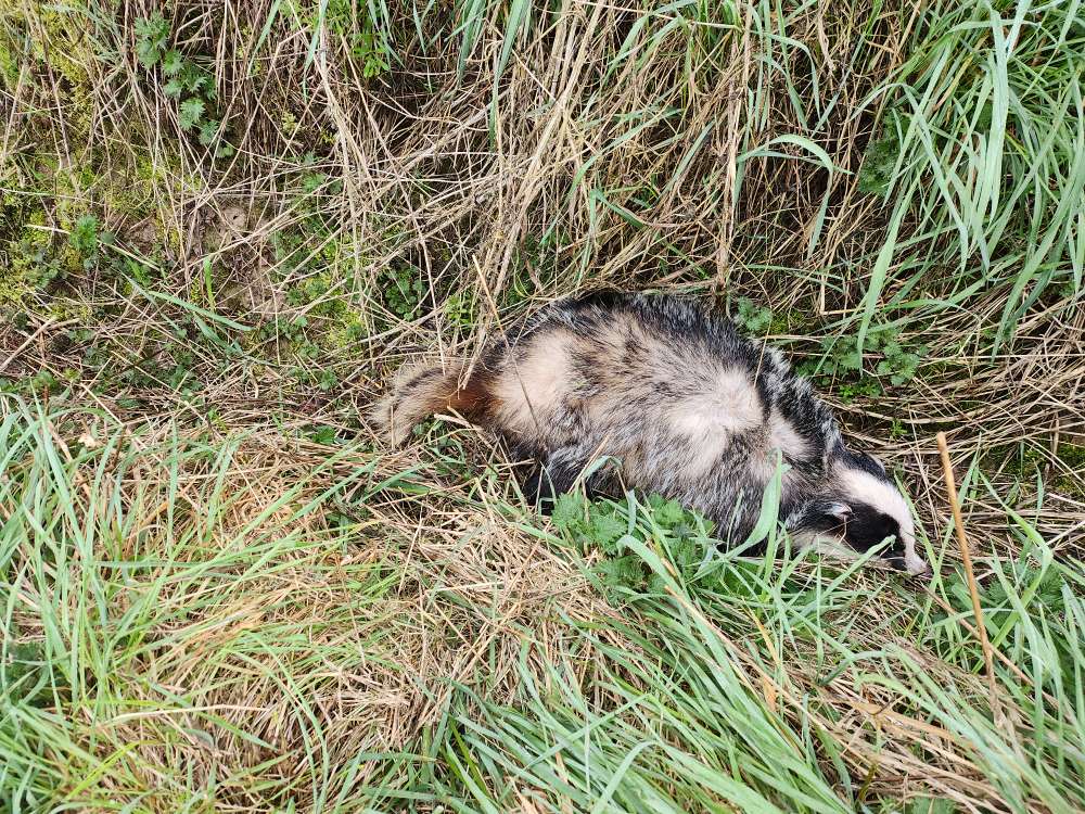 Giftköder-Toter Dachs-Profilbild