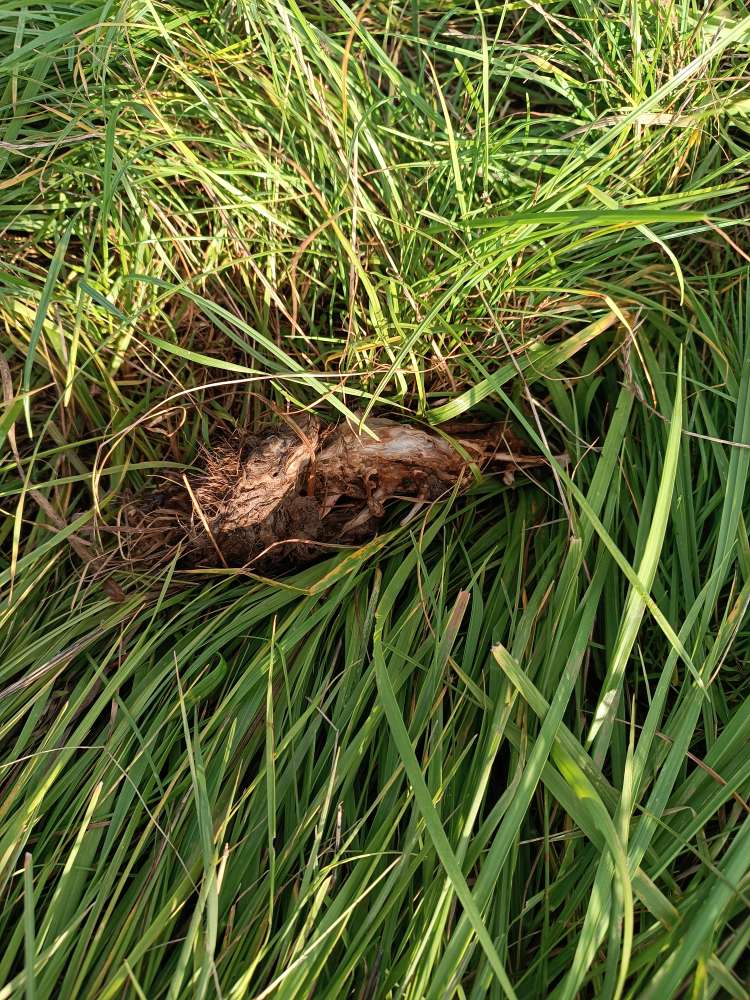 Giftköder-Tierteile (undefinierbar)-Profilbild