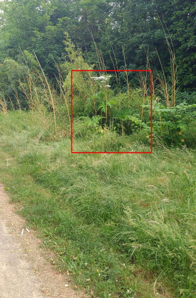 Giftköder-Achtung: Riesenbärenklau am Wegesrand!-Profilbild