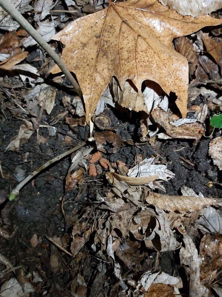 Giftköder-Rattengift Hansaviertel-Profilbild