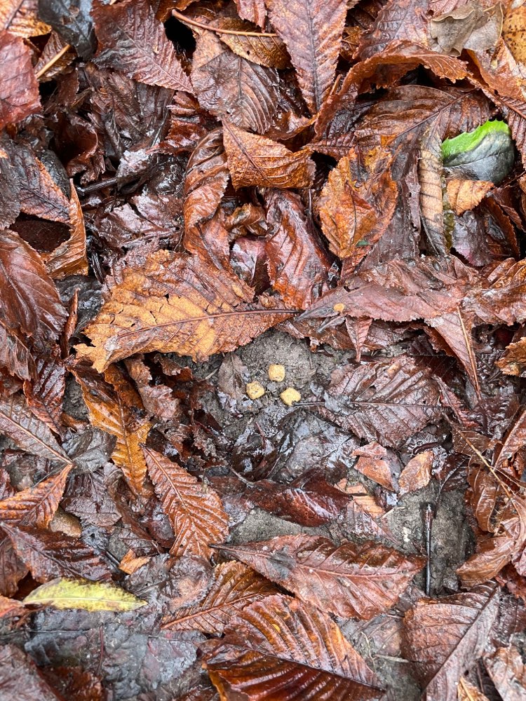 Giftköder-Verdächtiges Hundefutter-Profilbild