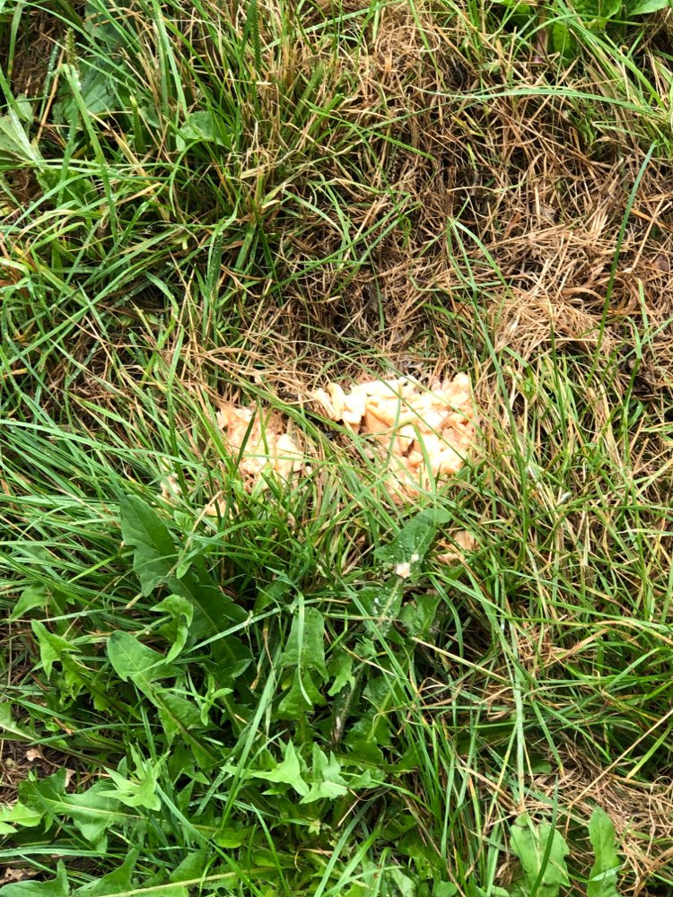 Giftköder-Fleischreste-Profilbild