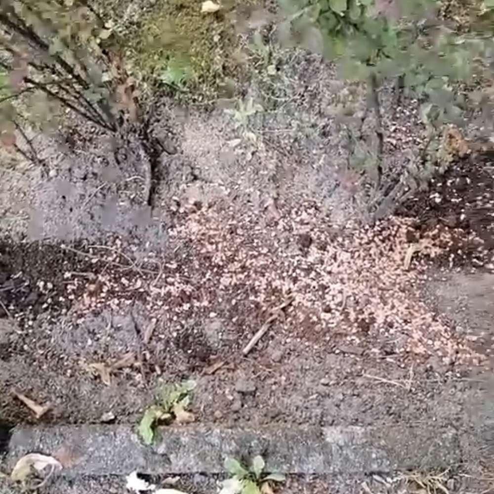 Giftköder-Rattengift?-Profilbild