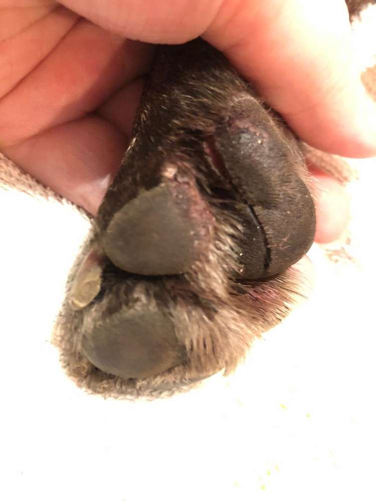 Giftköder-Glasscherben 🚨-Profilbild