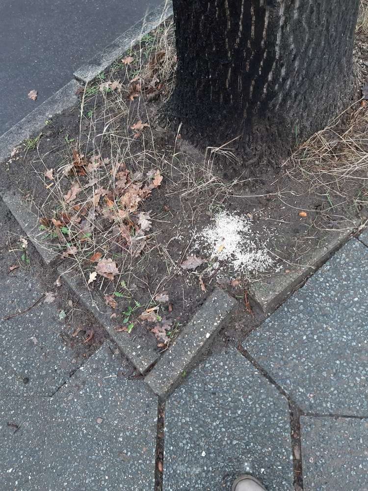 Giftköder-Verteilter Reis-Profilbild