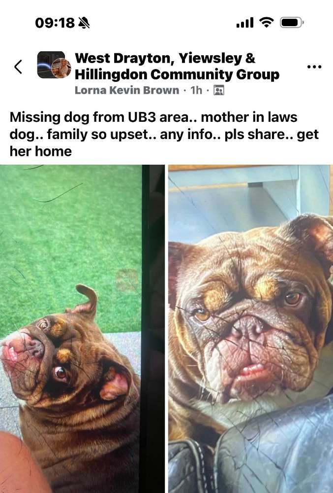 Lost dog-Bulldog-profile-image