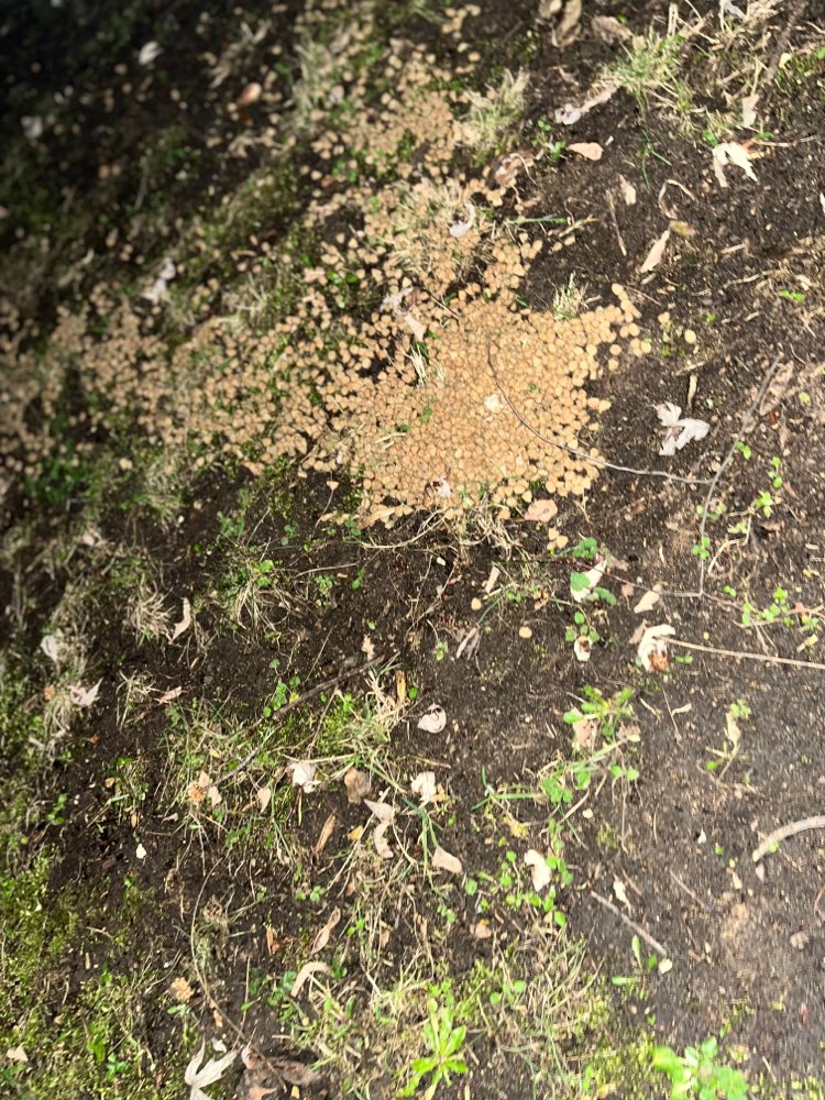 Giftköder-Undefinierbare Substanz-Profilbild