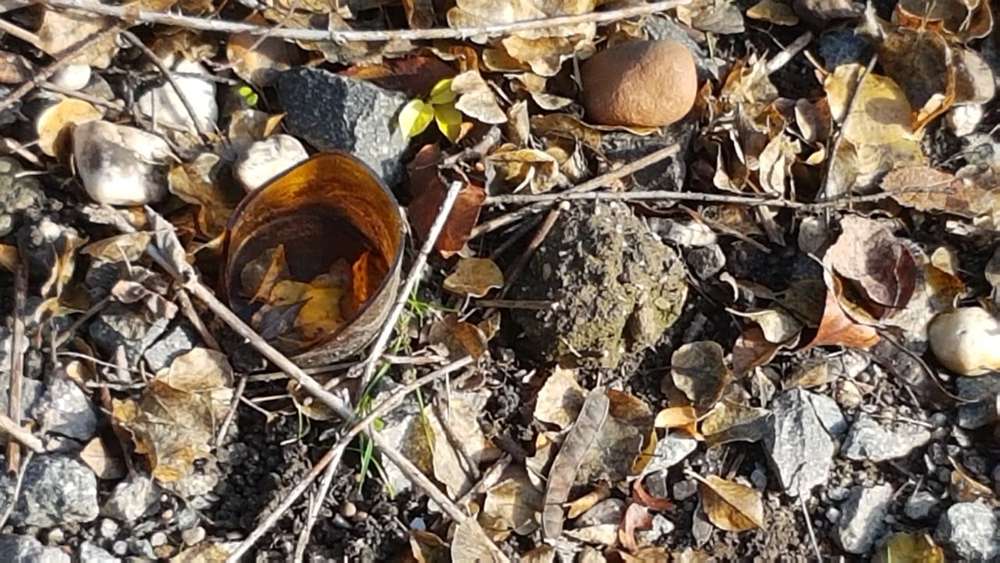 Giftköder-Glasscherben, zerbrochene Flaschen-Profilbild