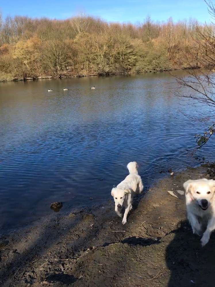 Harpener Teiche Hundeauslaufgebiet in Bochum Dogorama App