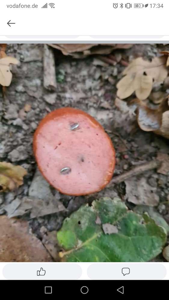 Giftköder-Wurst mit Nägeln-Profilbild