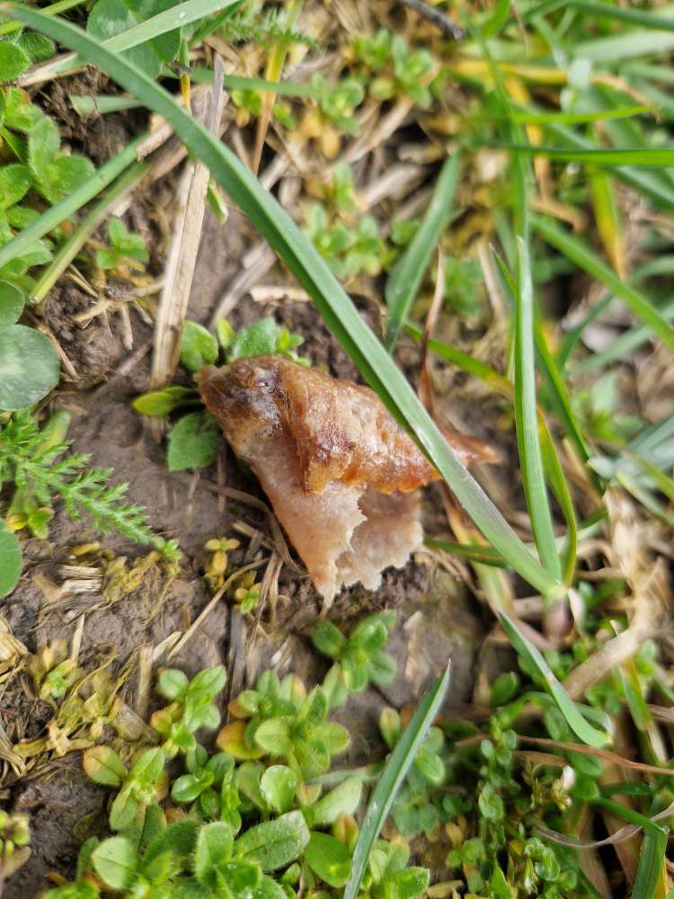 Giftköder-Ausgelegtes Fleisch-Profilbild