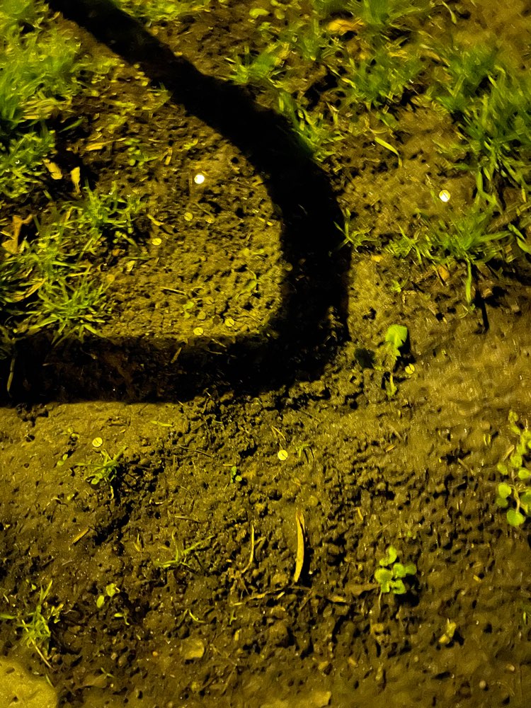 Giftköder-Reißzwecken.-Profilbild