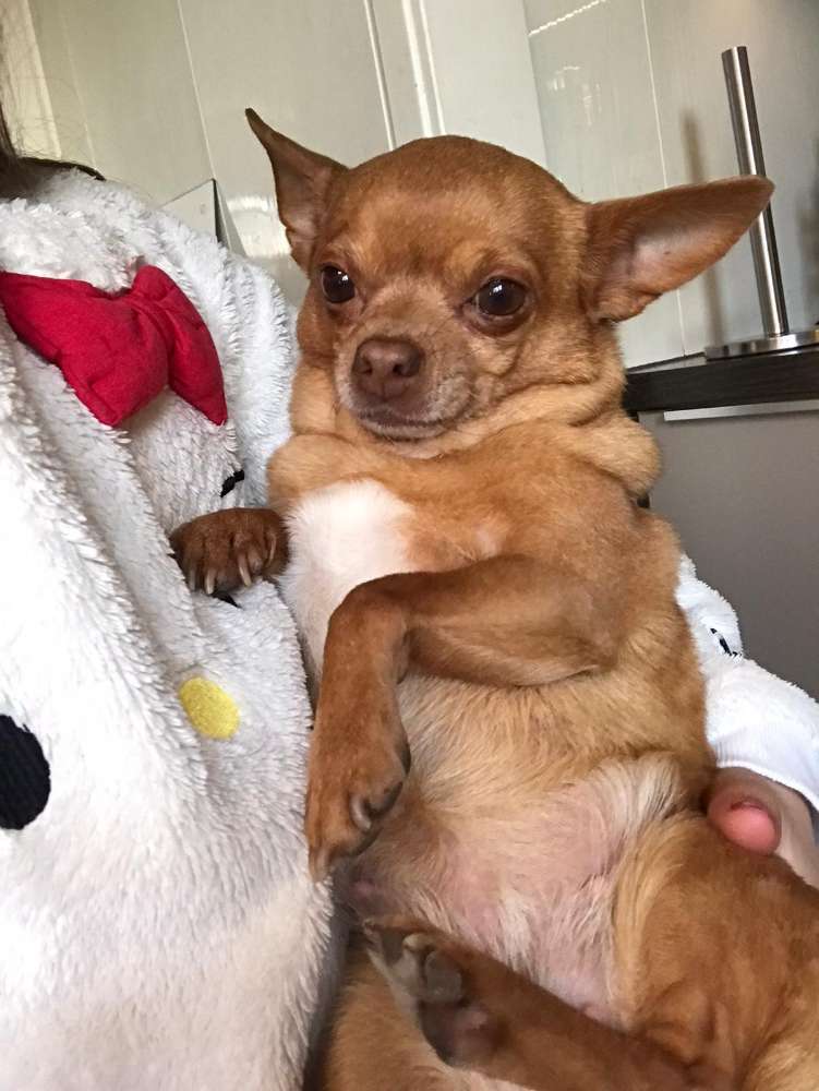 Suchmeldung-Schaschlik-Profilbild