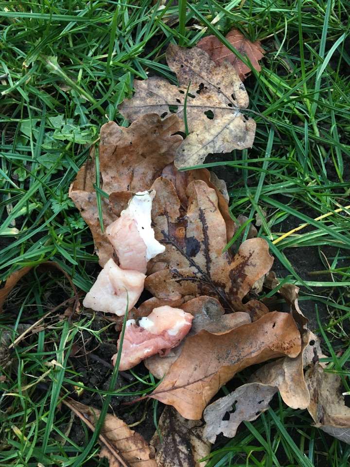 Giftköder-Versteckte Fleischstücke-Profilbild