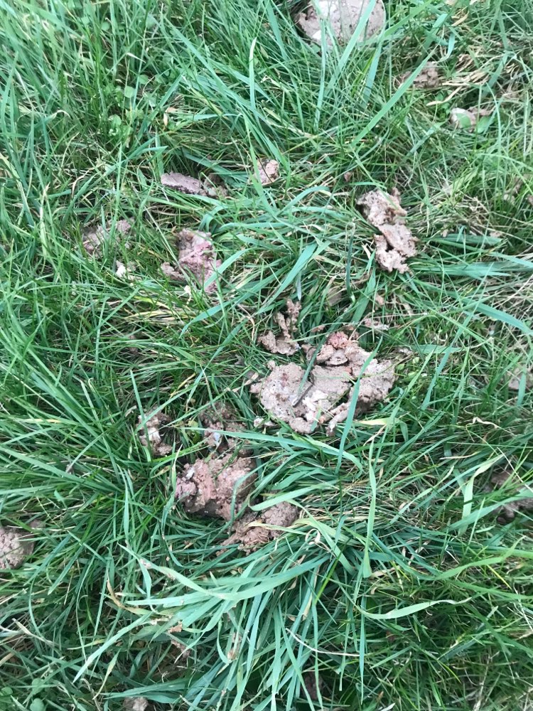 Giftköder-Futterauslage/Giftköder-Profilbild