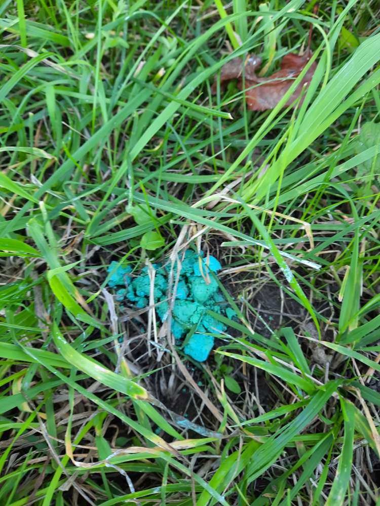 Giftköder-Giftköder ausgelegt?-Profilbild