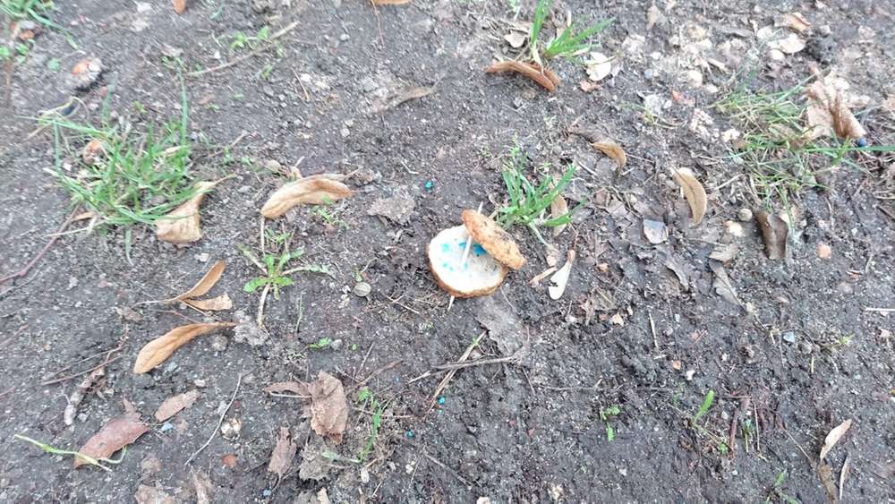 Giftköder-Giftköder-Profilbild