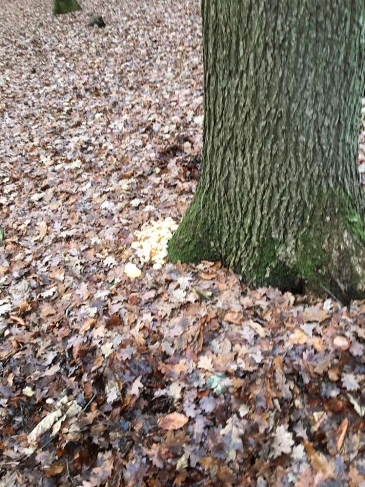 Giftköder-Giftköder-Profilbild