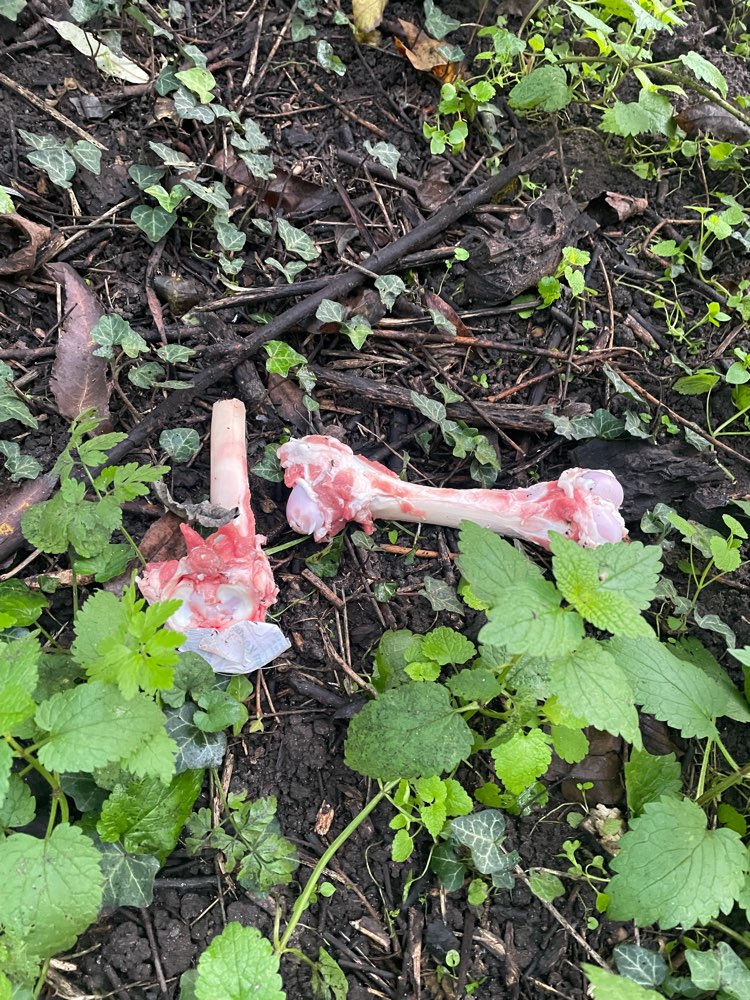 Giftköder-Frische Knochen-Profilbild