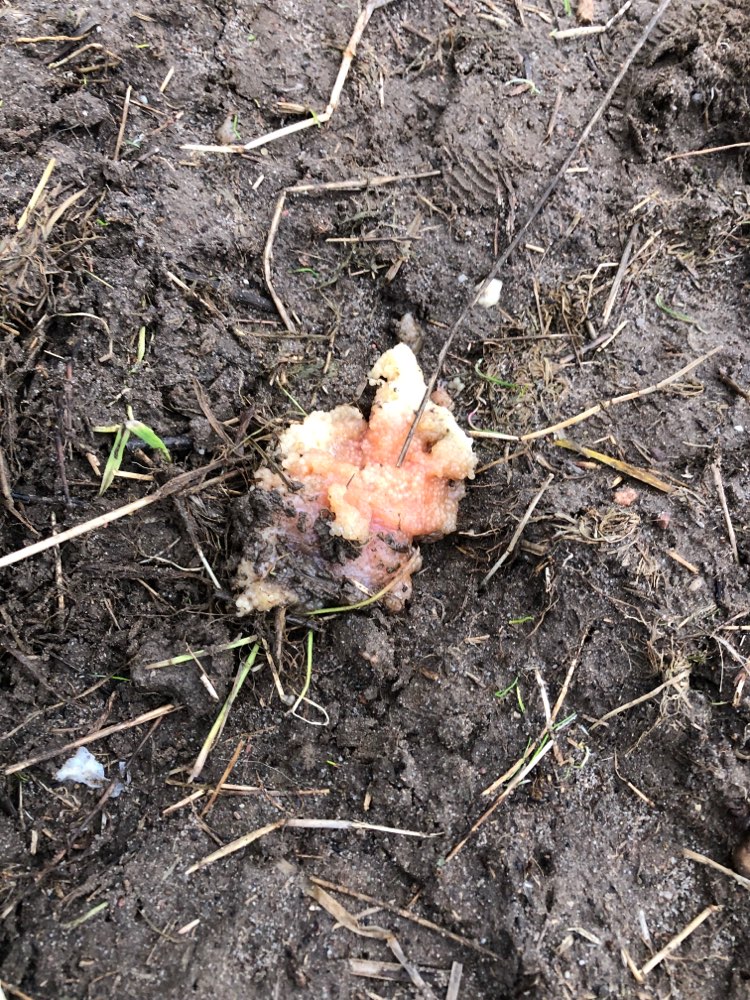 Giftköder-Eventuell Giftköder-Profilbild