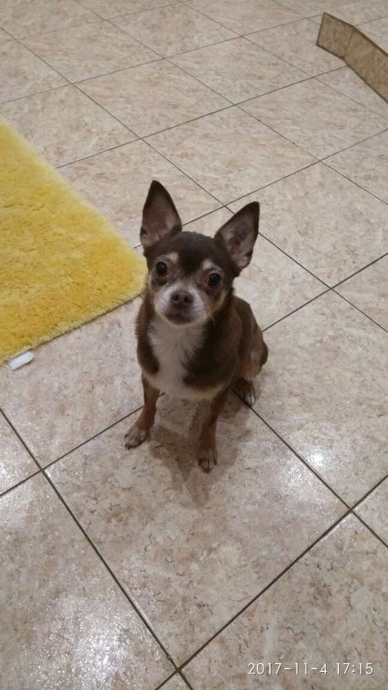 Suchmeldung-Schoko-Profilbild