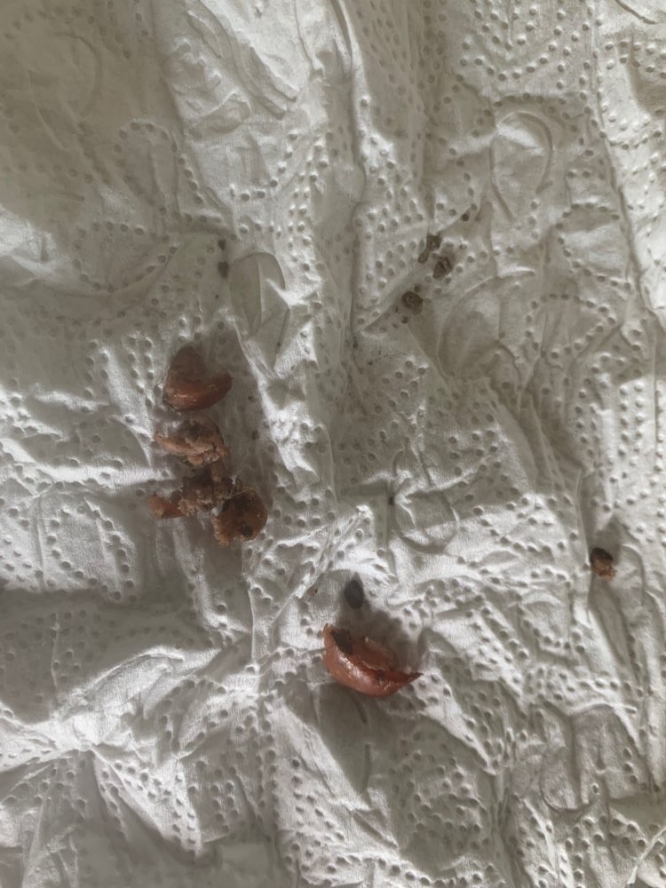 Giftköder-Möglicher Giftköder-Profilbild