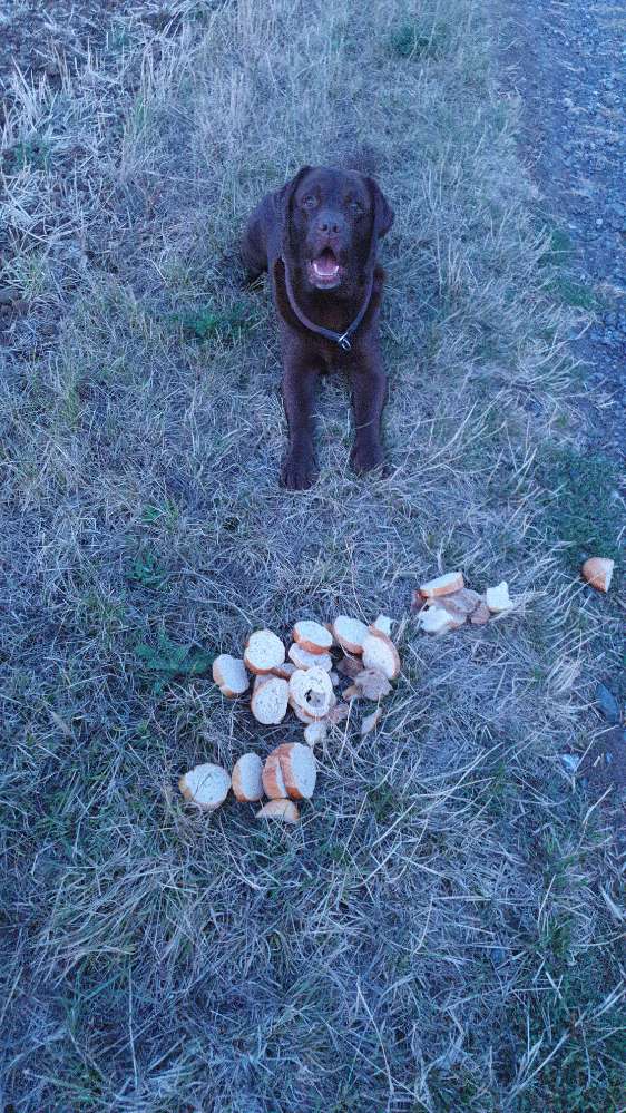 Giftköder-Ausgelegtes Brot - Friedhof Hochelheim-Profilbild