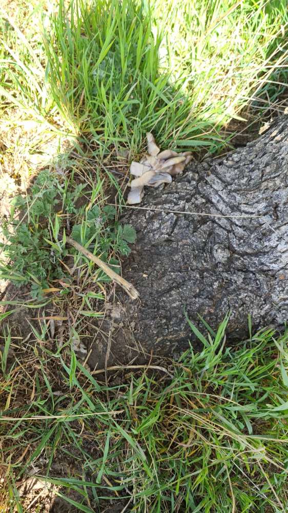 Giftköder-Fischreste-Profilbild