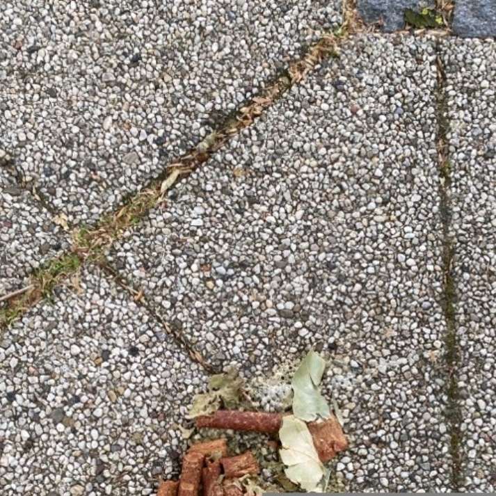 Giftköder-Hundeleckerlies-Profilbild