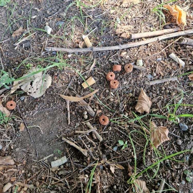 Giftköder-Ausgelegtes Trockenfutter-Profilbild
