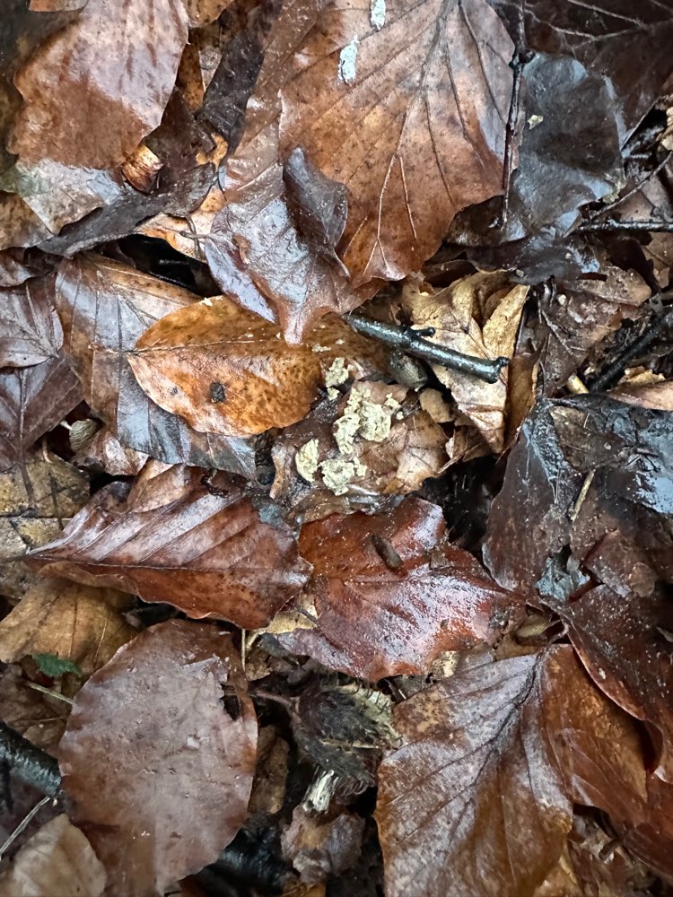 Giftköder-Köder oder Hundefutter?-Profilbild