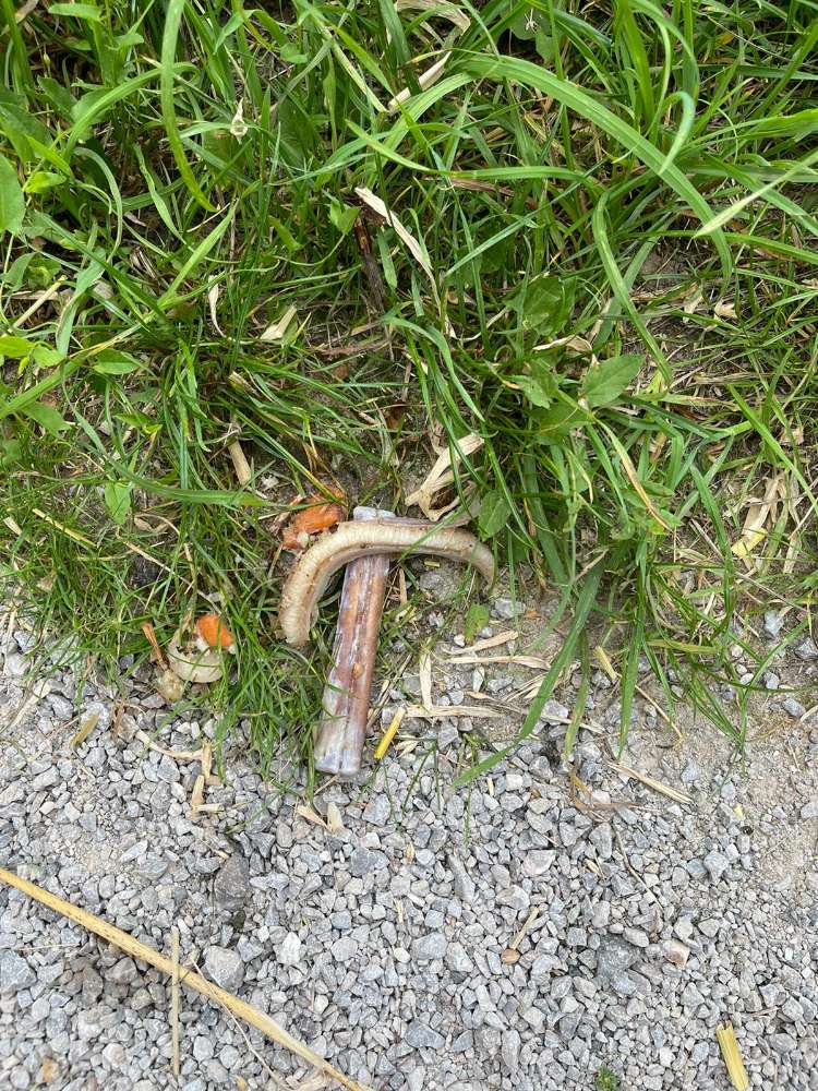 Giftköder-Knochen auf dem Wegesrand-Profilbild