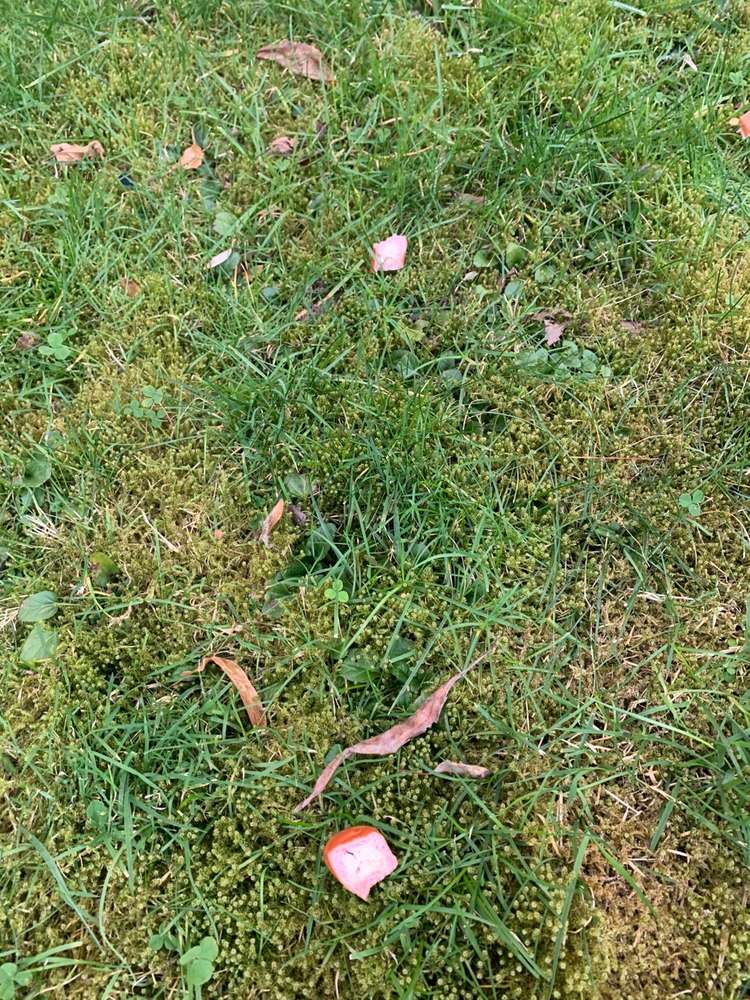 Giftköder-Giftköder umhüllt in Wiener-Profilbild