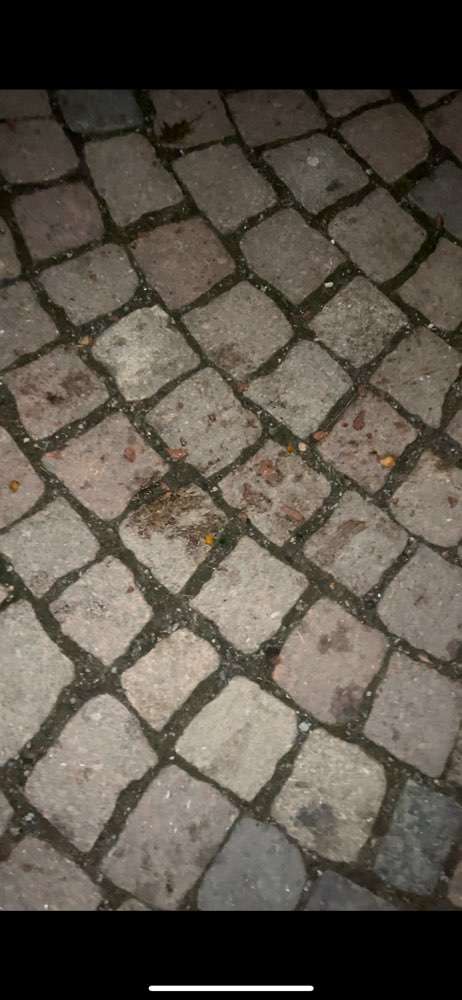 Giftköder-Ausgelegte Wurst-Profilbild