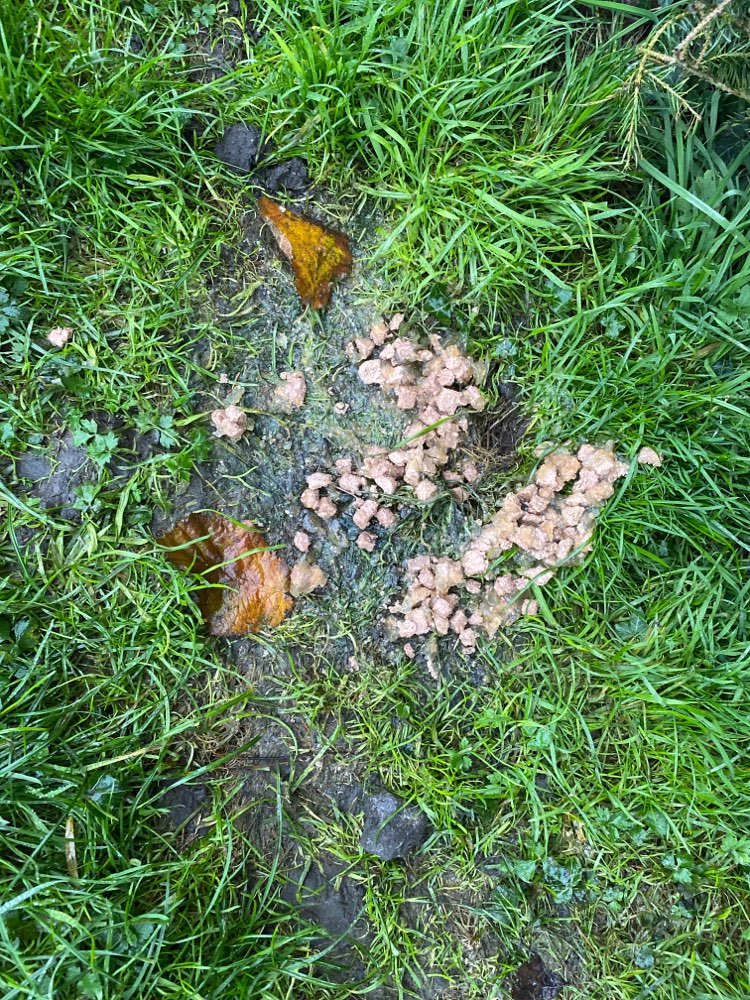 Giftköder-Nassfutter ausgelegt-Profilbild