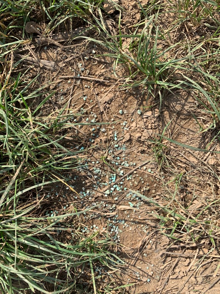 Giftköder-Schneckenkorn(?)-Profilbild