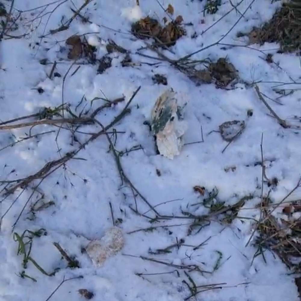 Giftköder-Vergammeltes Fleisch-Profilbild