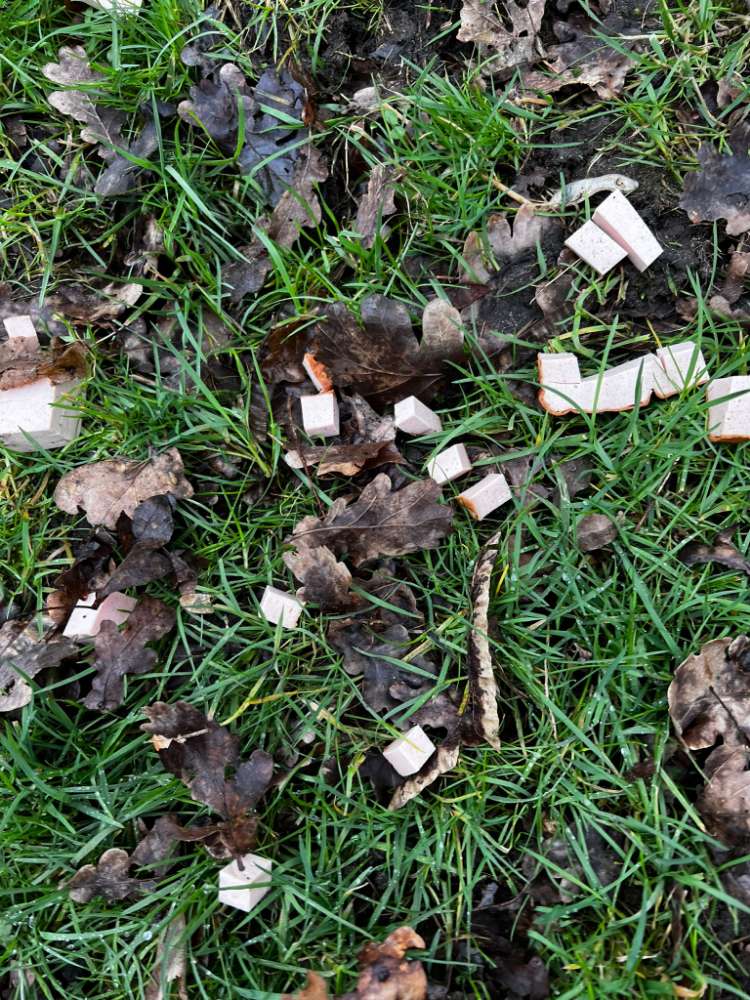 Giftköder-Leberkäse Häppchen, giftig?-Profilbild